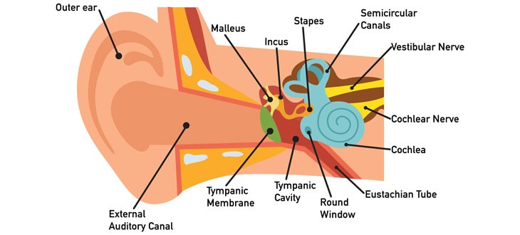 01_Ear Infection Hearing Loss